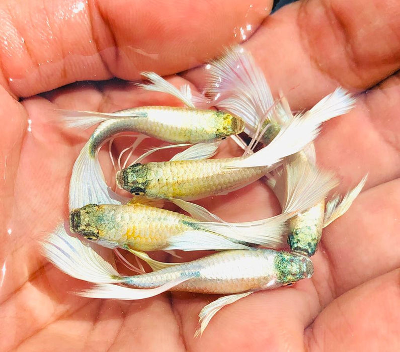 Live Fancy Guppy Fish Premium Quality German White Ribbon XL Size (CGP-061)