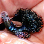 Live Fancy Guppy Fish Premium Quality Dumbo Ear Dark Dragon (CGP-062)