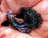 Live Fancy Guppy Fish Premium Quality Dumbo Ear Dark Dragon (CGP-062)