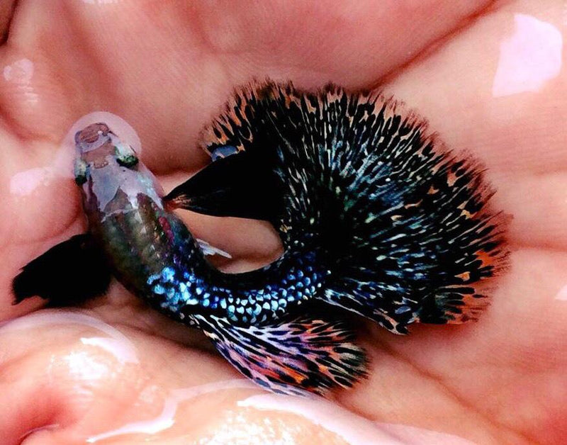 Live Fancy Guppy Fish Premium Quality Dumbo Ear Dark Dragon (CGP-062)