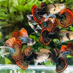 Live Fancy Guppy Fish Premium Quality Dumbo Ear Dark Dragon (CGP-062)
