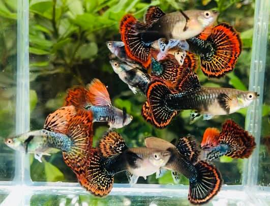Live Fancy Guppy Fish Premium Quality Dumbo Ear Dark Dragon (CGP-062)