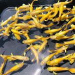Live Fancy Guppy Fish Premium Quality Full Gold XL Size (CGP-016)