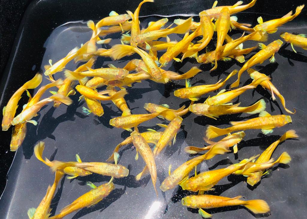 Live Fancy Guppy Fish Premium Quality Full Gold XL Size (CGP-016)