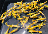 Live Fancy Guppy Fish Premium Quality Full Gold XL Size (CGP-016)