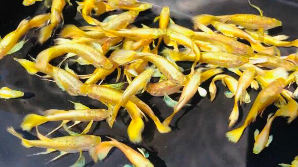 Live Fancy Guppy Fish Premium Quality Full Gold XL Size (CGP-016)