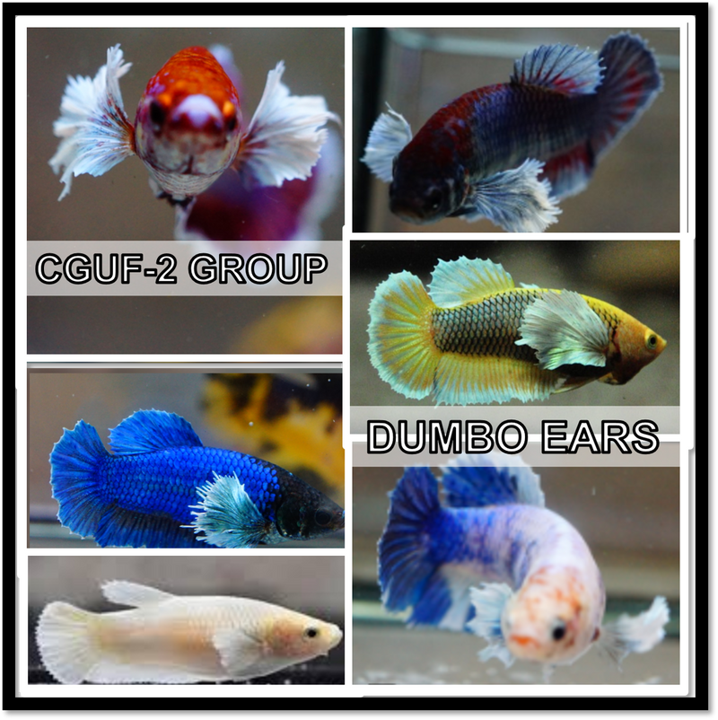 Live Aquarium Betta Fish Dumbo Ear Mix Color Plakat Sorority Group | BUY 4 GET 1 FREE! (CBG-002) R7A01