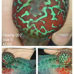 (CHAMP-2) Super Red Dragon Flowerhorn 5.00 inch