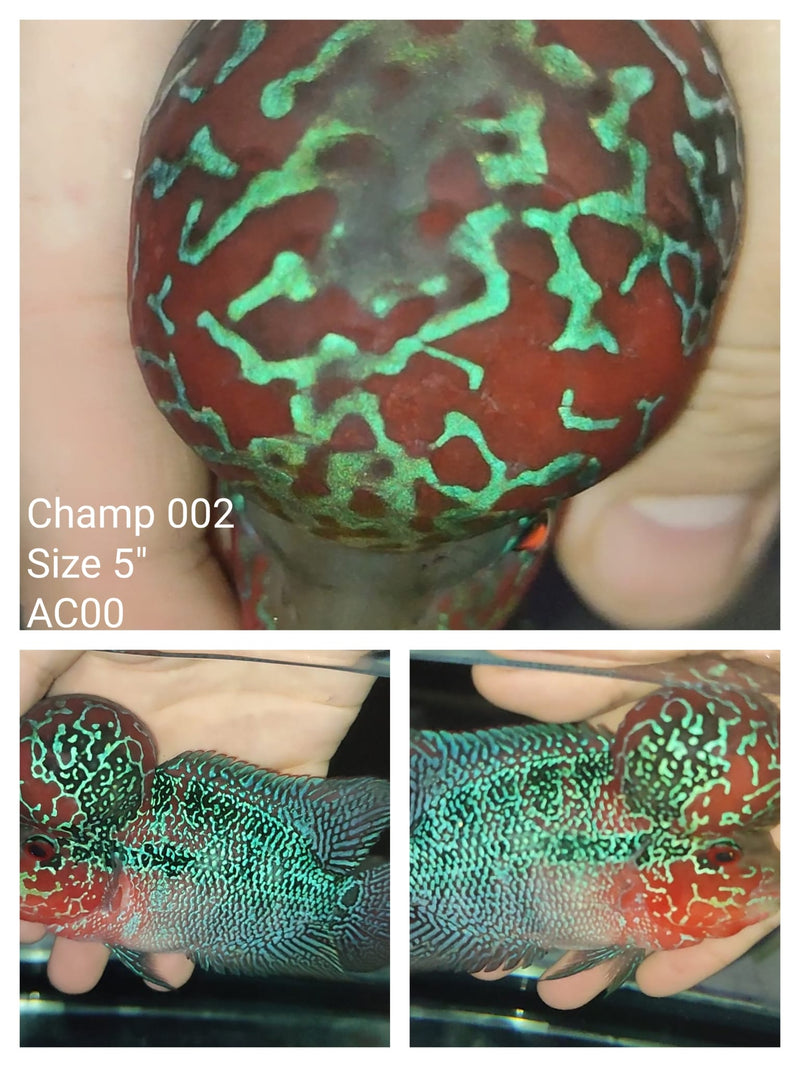 (CHAMP-2) Super Red Dragon Flowerhorn 5.00 inch