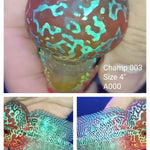(CHAMP-3) Super Red Dragon Flowerhorn 4.00 inch