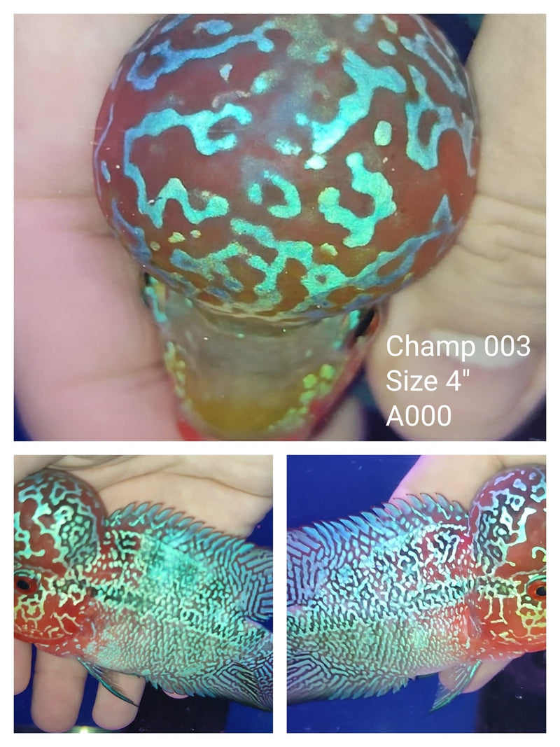(CHAMP-3) Super Red Dragon Flowerhorn 4.00 inch