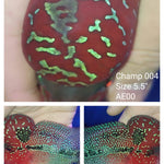 (CHAMP-4) Super Red Dragon Flowerhorn 5.50 inch
