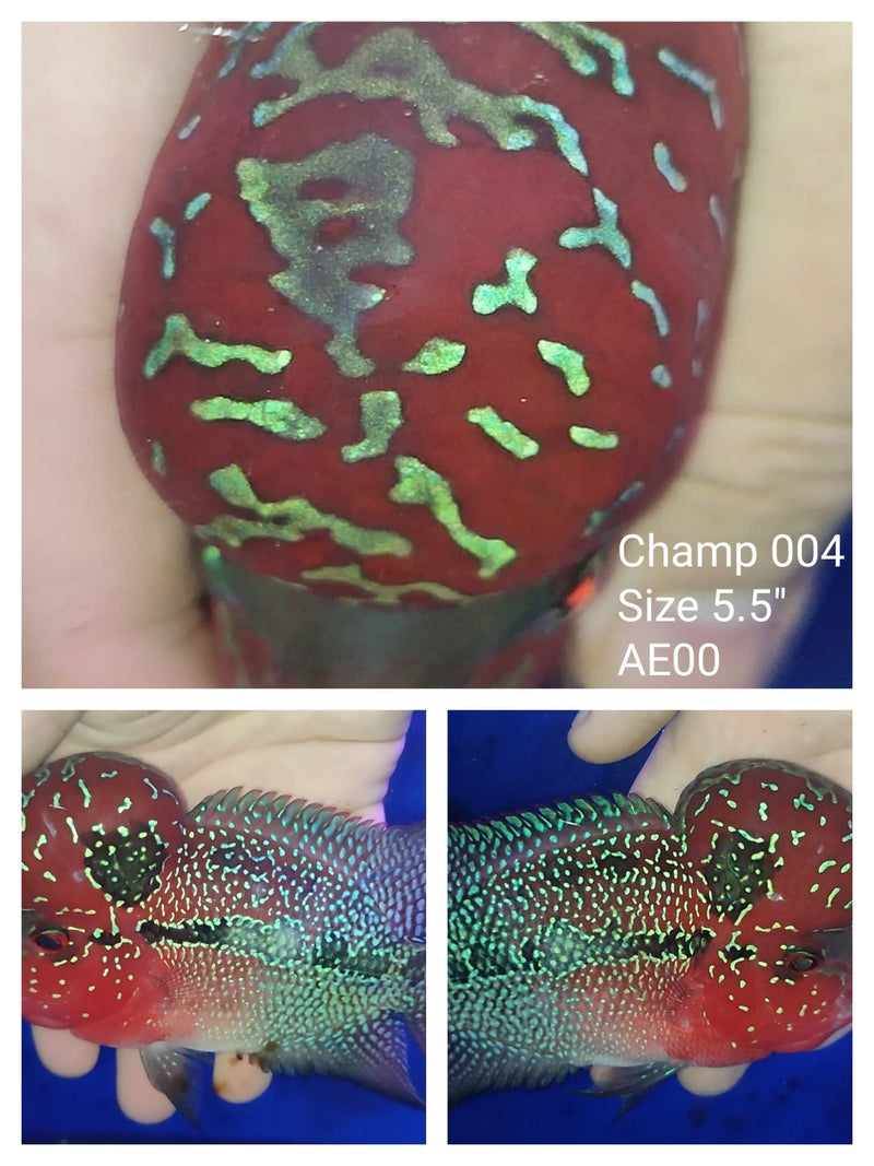 (CHAMP-4) Super Red Dragon Flowerhorn 5.50 inch