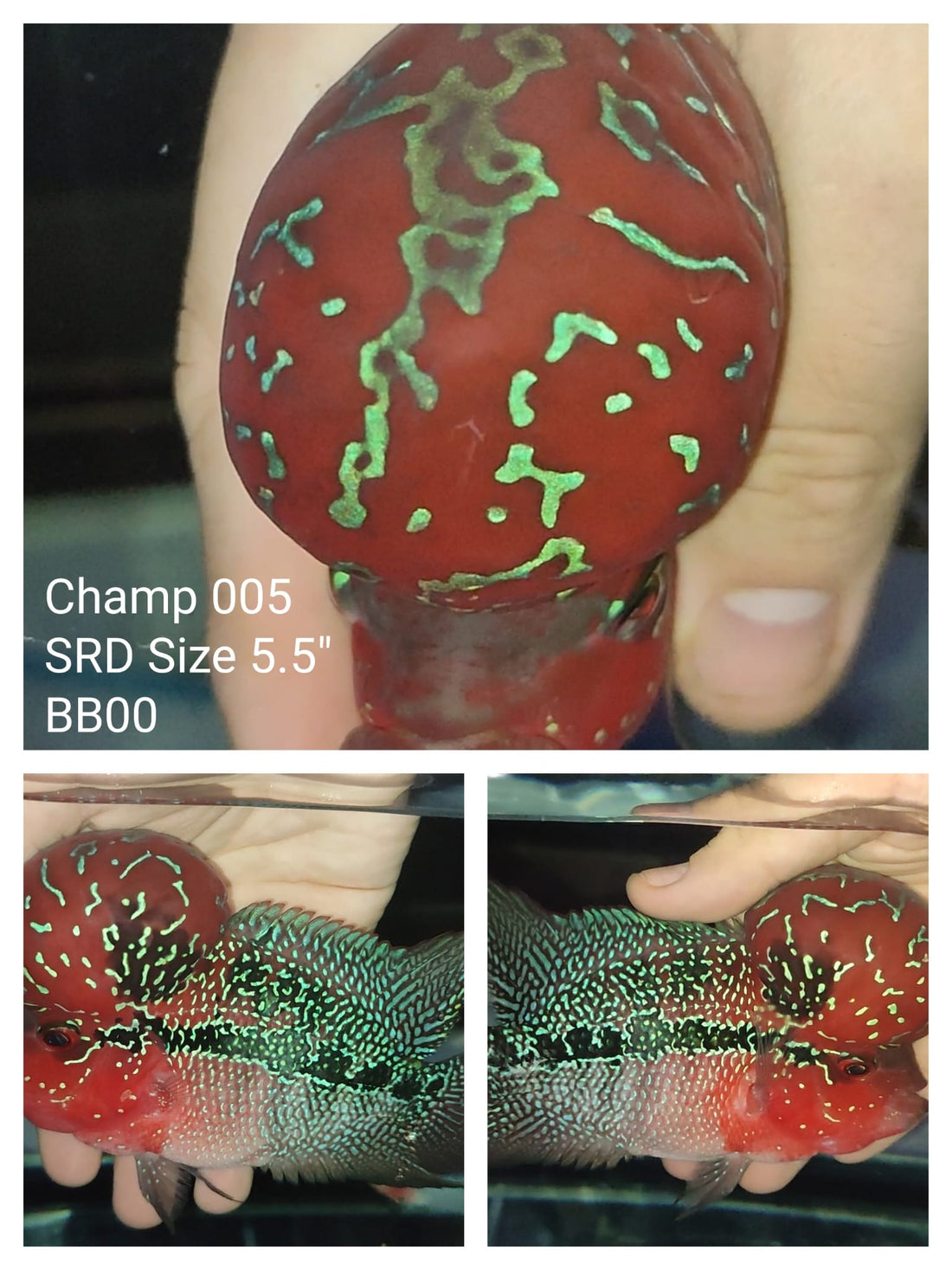 (CHAMP-5) Super Red Dragon Flowerhorn 5.50 inch
