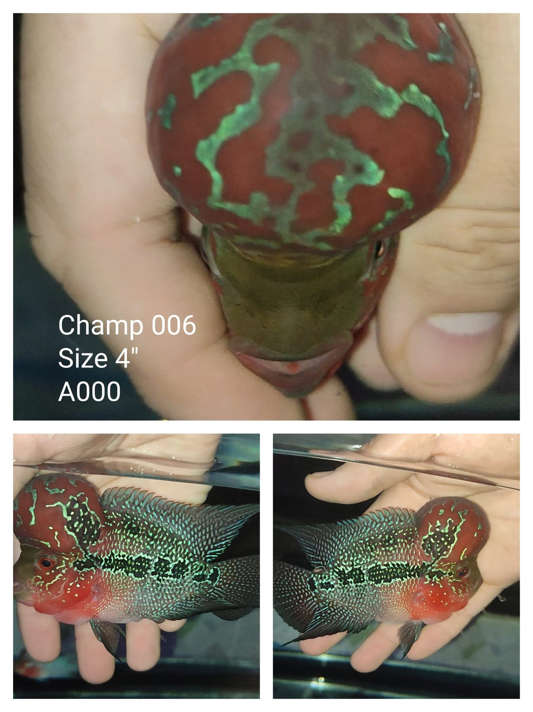 (CHAMP-6) Super Red Dragon Flowerhorn 4.00 inch