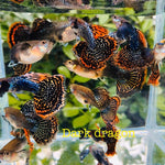(CGP-62)Big Ear Dark Dragon Guppy