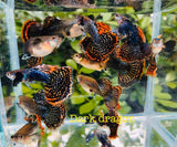 (CGP-62)Big Ear Dark Dragon Guppy