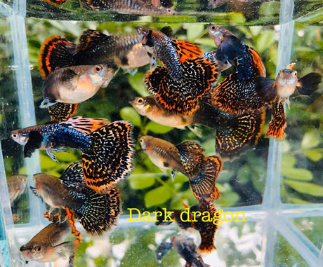 (CGP-62)Big Ear Dark Dragon Guppy