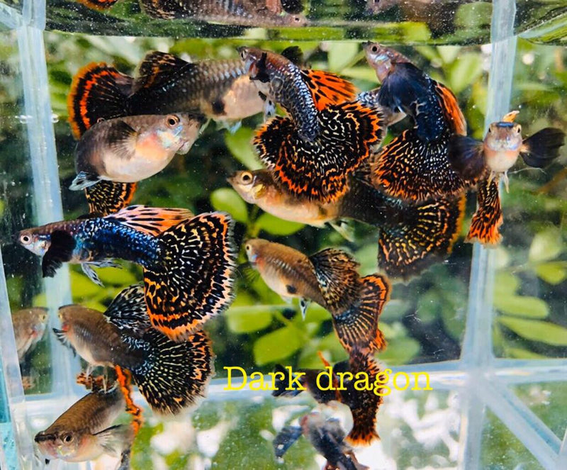 (CGP-62)Big Ear Dark Dragon Guppy