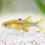 Live Freshwater Aquarium Fish Celebes Rainbowfish (Marosatherina ladigesi)