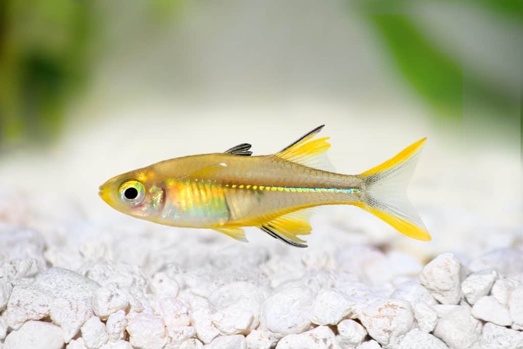 Live Freshwater Aquarium Fish Celebes Rainbowfish (Marosatherina ladigesi)