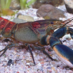 Pink Coral Crayfish (Cherax sp)