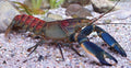 Pink Coral Crayfish (Cherax sp)