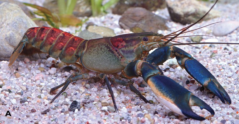 Pink Coral Crayfish (Cherax sp)