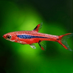 Live Tropical Nano FIsh Mosquito Rasbora/Chili Rasbora (Rasbora brigittae)