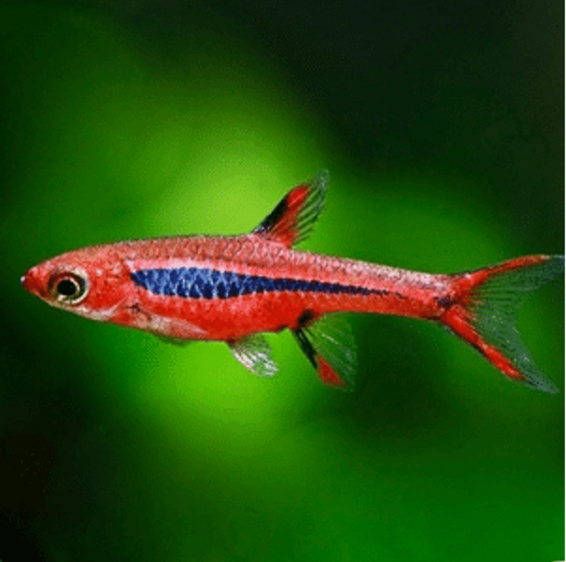 Live Tropical Nano FIsh Mosquito Rasbora/Chili Rasbora (Rasbora brigittae)