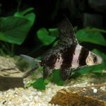 Live Pond Fish Hi Fin Banded Loach 4.00 inch