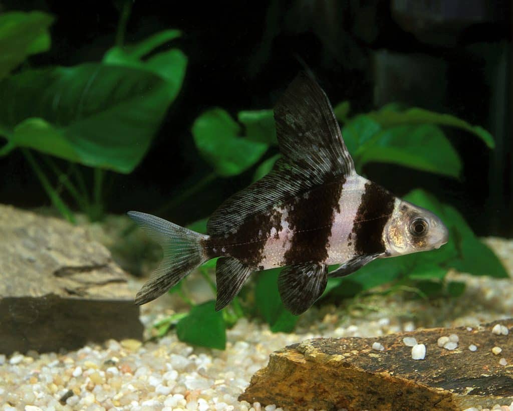 Live Pond Fish Hi Fin Banded Loach 4.00 inch