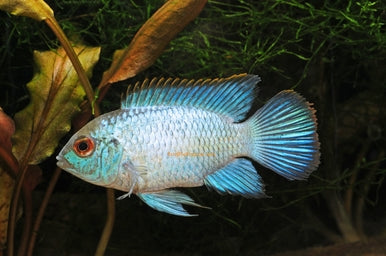 Live Tropical Freshwater Fish Electric Blue Acara 2.00 inch (CHD-147)