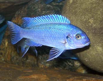 zebra-blue-cichlid-metriaclima-callainos