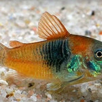 Live Freshwater Aquarium Bottom Feeder Orange Venezuela Cory 1.00 inch