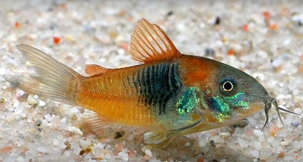 Live Freshwater Aquarium Bottom Feeder Orange Venezuela Cory 1.00 inch