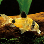 Live Tropical Fish Panda Cory (Corydoras panda)