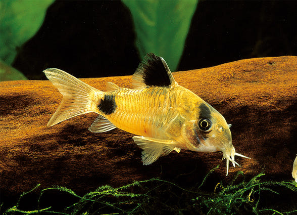 Coast Gem USA Tropical Fish & Goldfish