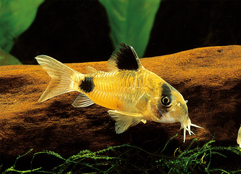 Live Tropical Fish Panda Cory (Corydoras panda)