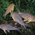 Live Tropical Fish Sterbai Cory (Corydoras sterbai)