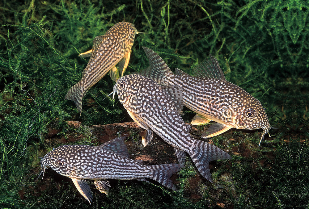 Live Tropical Fish Sterbai Cory (Corydoras sterbai)