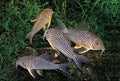 Live Tropical Fish Sterbai Cory (Corydoras sterbai)