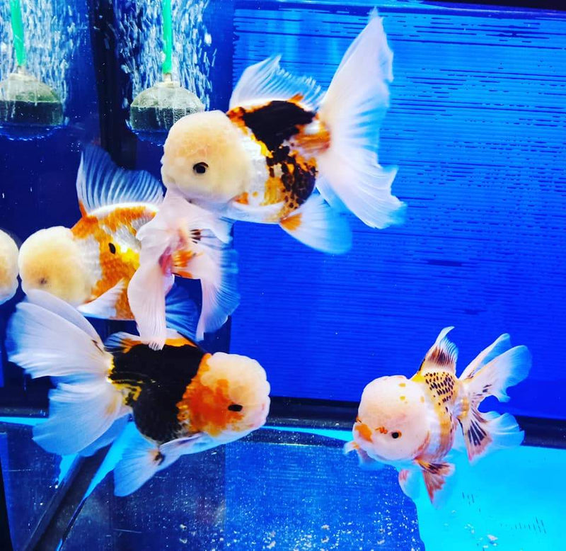 Live Fancy Goldfish Premium Select  Our Choice Thai Premium Select Oranda 2'' Body (CGF)