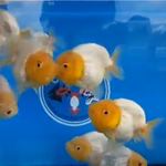 Live Fancy Goldfish Premium Select Our Choice Big Head Thai Lionchu White Lemon Head Grow up to Over 5'' BODY(CGF-070)