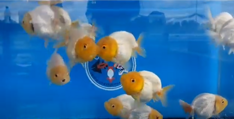 Live Fancy Goldfish Premium Select Our Choice Big Head Thai Lionchu White Lemon Head Grow up to Over 5'' BODY(CGF-070)