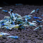 Blue Bolt Shrimp | Coast Gem USA