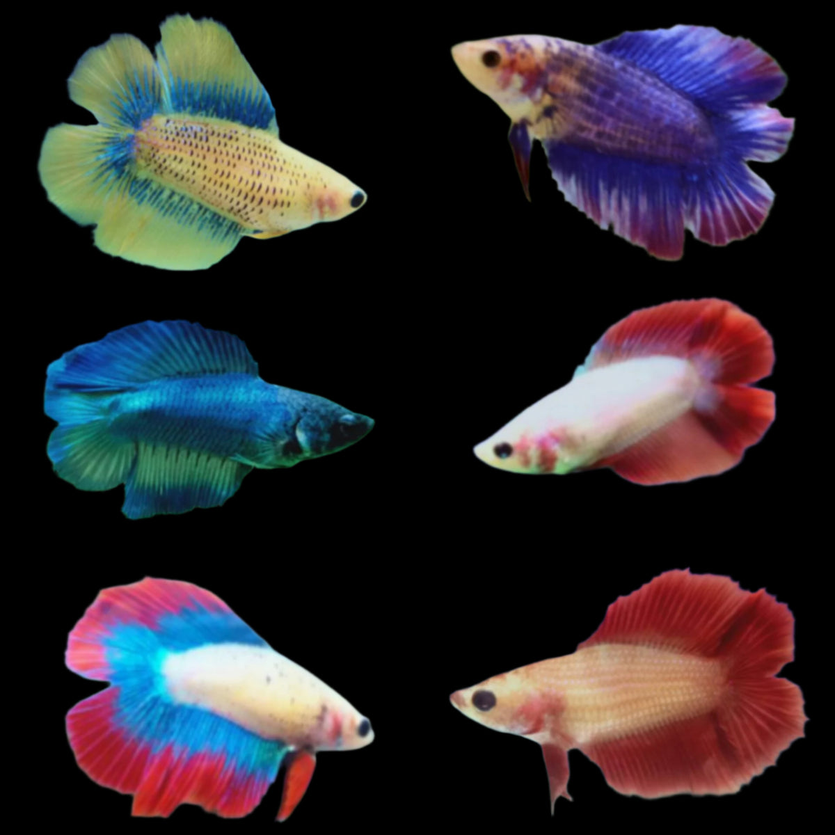 Double Tail Mix Color Female Betta