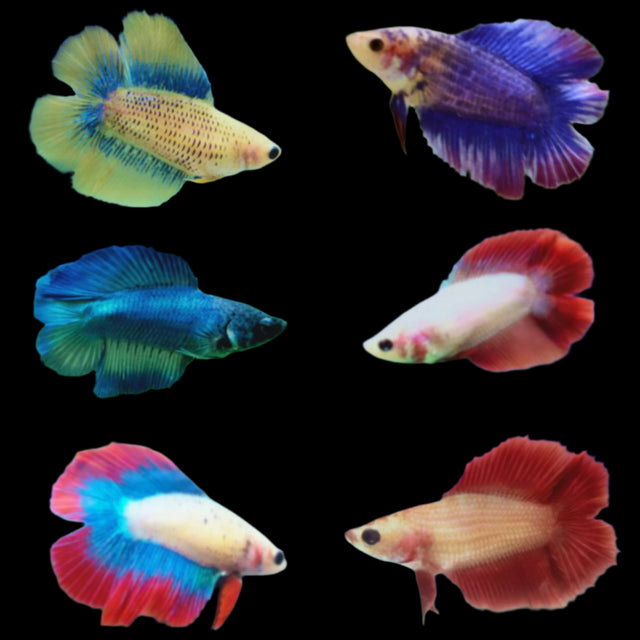 Double Tail Mix Color Female Betta