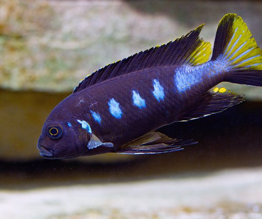 elongate-mbuna-cichlid-pseudotropheus-elongatus