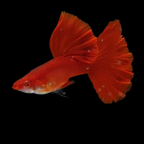 Live Fancy Guppy Fish Premium Quality Albino High Dorsal Full Red (CGP-001) - Coast Gem USA
